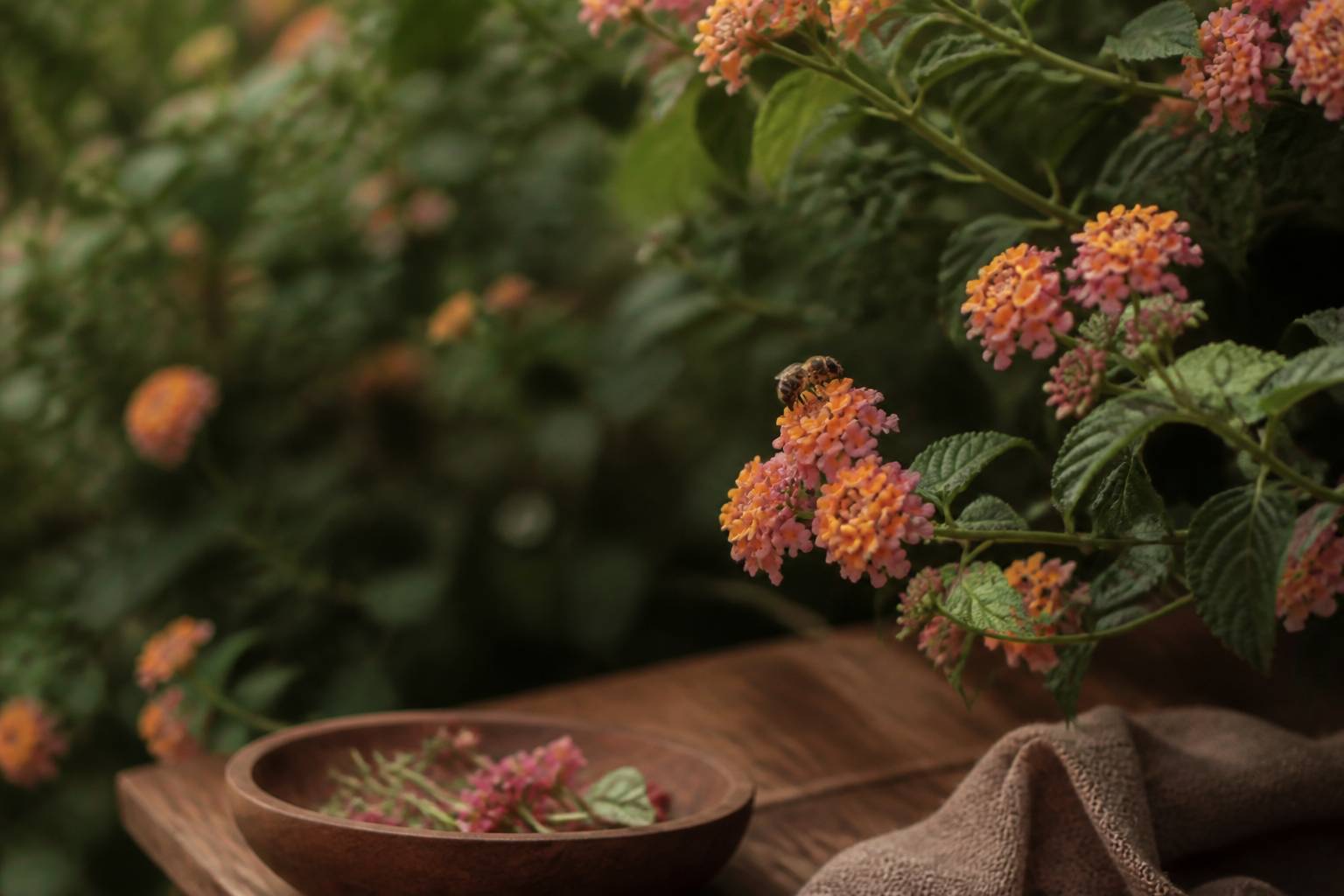 Grappes de fleurs de lantana orange et roses avec une abeille
