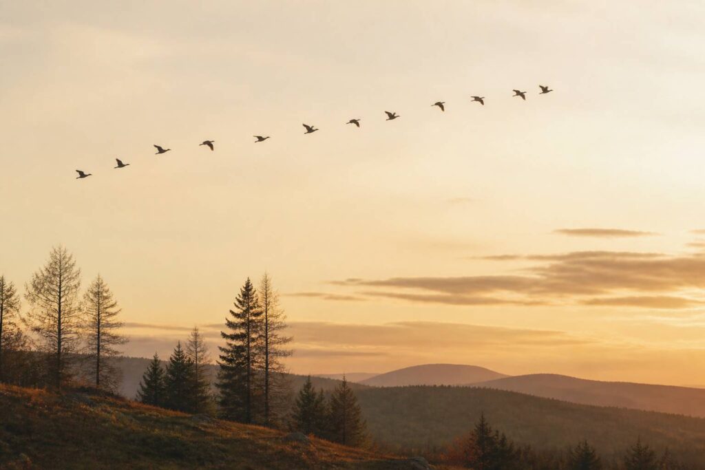 Volée d'oiseaux migrateurs en formation dans un ciel du soir