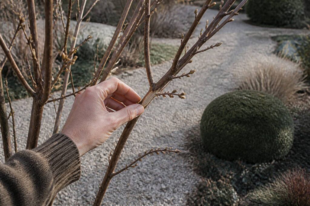 Doigt qui gratte l'écorce d'une branche pour vérifier la couleur du cambium
