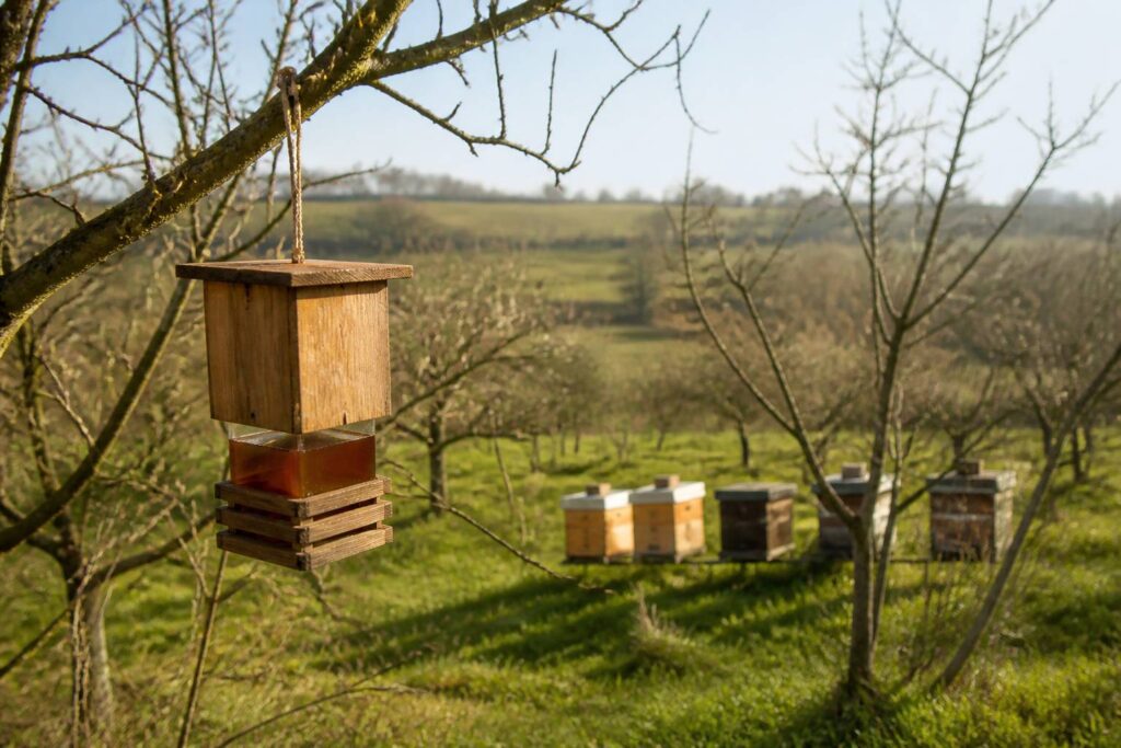 Verger avec ruches et piège à frelons au printemps